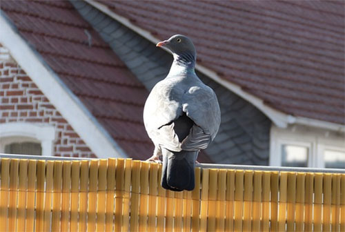 Pigeon snapshot