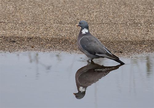 Pigeon reflection