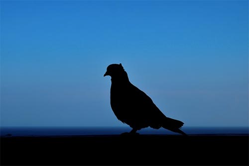 Pigeon shadow