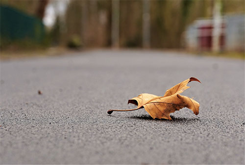 Autumn Photography Prompts - Lonely Leaf