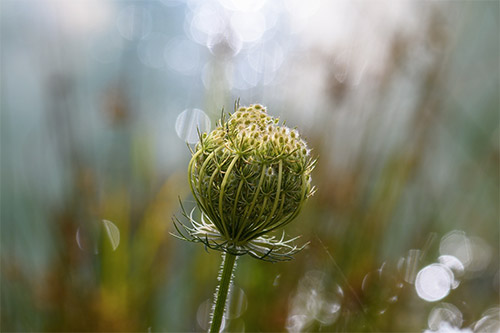 Wild plant backlit by FotoBlend